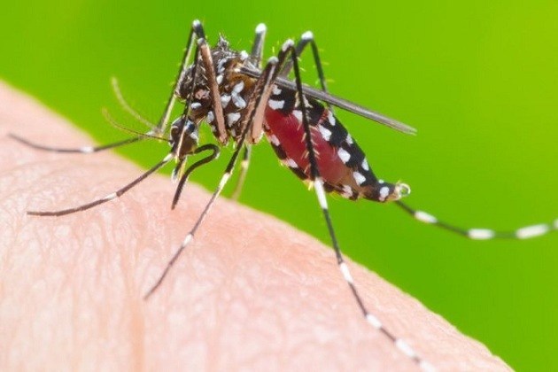 Urgente | Paraná confirma 88 mil casos de dengue; 12 mortes somente nesta semana