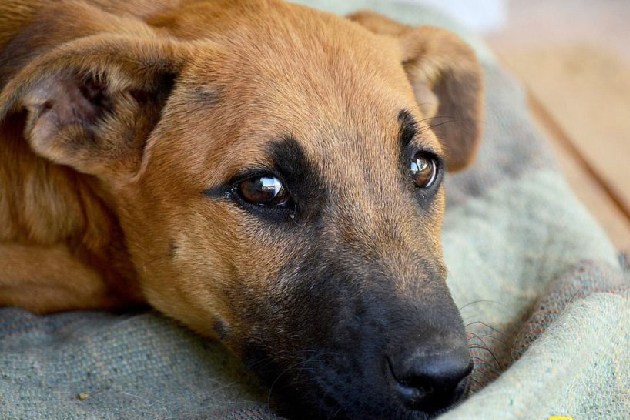 72% dos leitores do Portal D’PN apoiam a punição para quem atropelar animais de rua e não prestar socorro