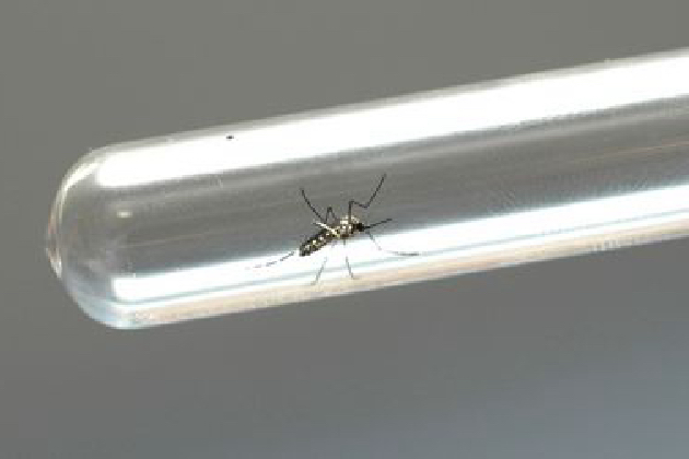 Telêmaco Borba registrou 22 casos de dengue desde o início de maio