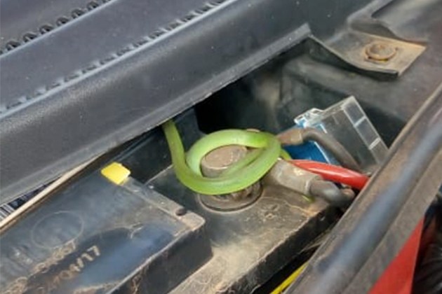 Vídeo: Ao trocar bateria de veículo, motorista encontra cobra escondida no motor do carro