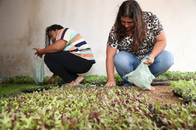 Programa ‘Horta em Casa’ já entregou mais de 100 mil mudas de hortaliças em 2020