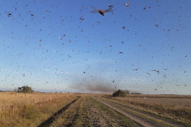 Nuvem de gafanhotos deve desviar para o Uruguai, afirma Ministério da Agricultura