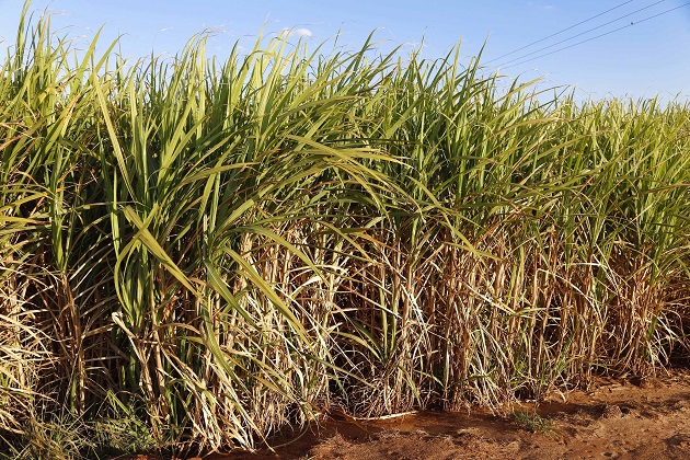 Queimada de cana-de-açúcar está suspensa por 30 dias em todo o Paraná