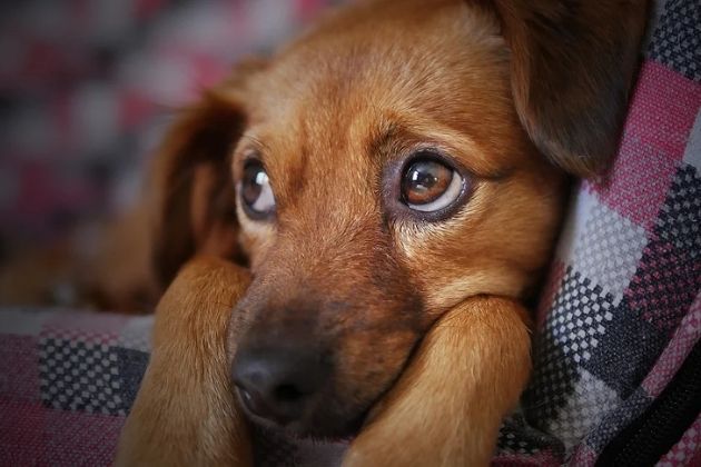 Projeto que aumenta o tempo de prisão para até cinco anos para quem maltratar cães e gatos é aprovado pelo Senado