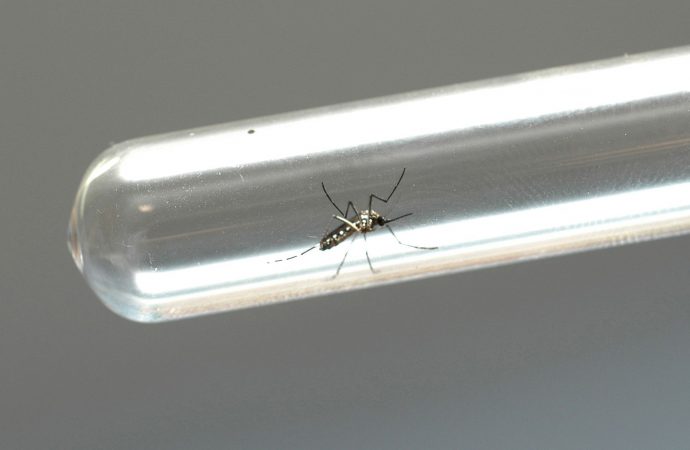 Na contramão do Paraná, Ponta Grossa registra apenas um caso de dengue no último boletim