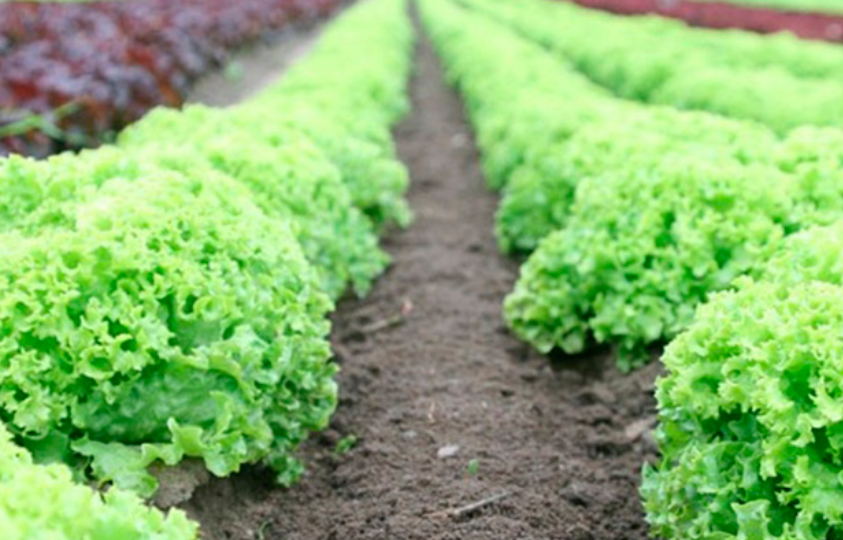 Mais de 220 mil mudas de hortaliças são entregues para a população de PG em 2020