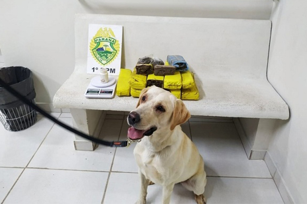 Com auxílio de cão de faro, Polícia Militar apreende mais de 8 kg de drogas em Uvaranas