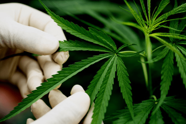 Curitibano é o primeiro brasileiro a conseguir autorização para importar cannabis in natura produzida no Uruguai