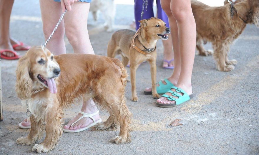 Programa municipal de castração atendeu 339 animais em seu primeiro ano em Palmeira