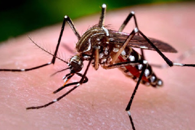 Desde agosto de 2020, Paraná soma 1.724 casos confirmados de dengue
