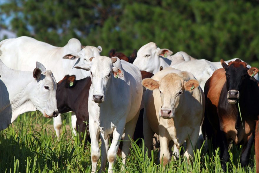 Ministério da Agricultura confirma que caso de vaca louca é atípico e não há risco de transmissão da doença