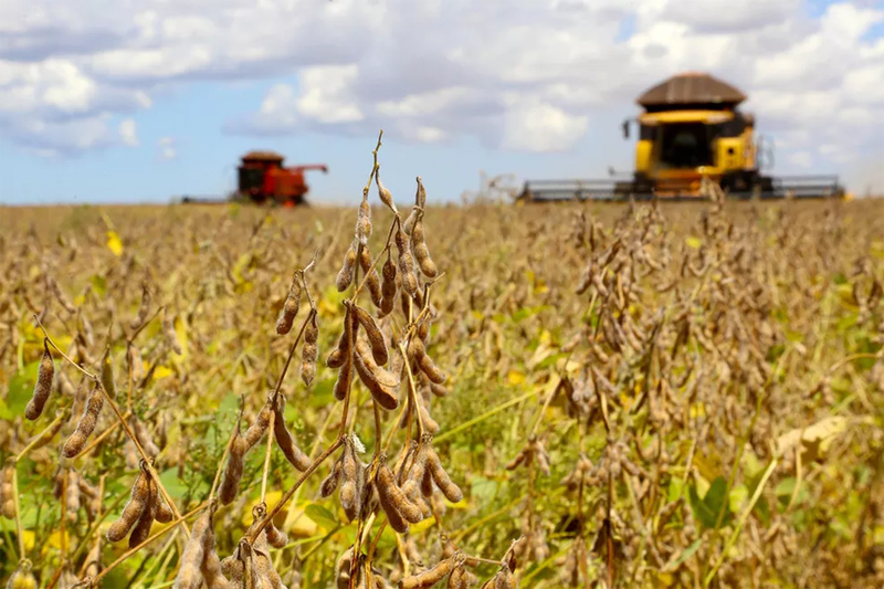 Com dólar e demanda em alta, produtores de soja no Paraná antecipam a venda do grão