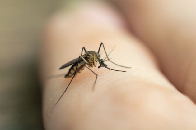 Ponta Grossa registra seis novos casos de dengue