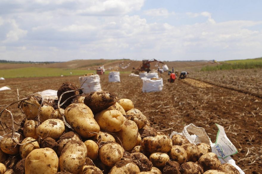 Paraná é o segundo maior produtor de batata do País