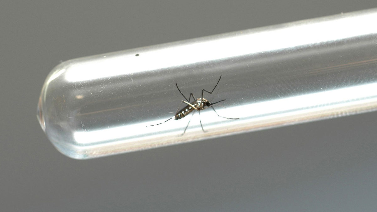 Informe semanal da dengue confirma nove casos em PG