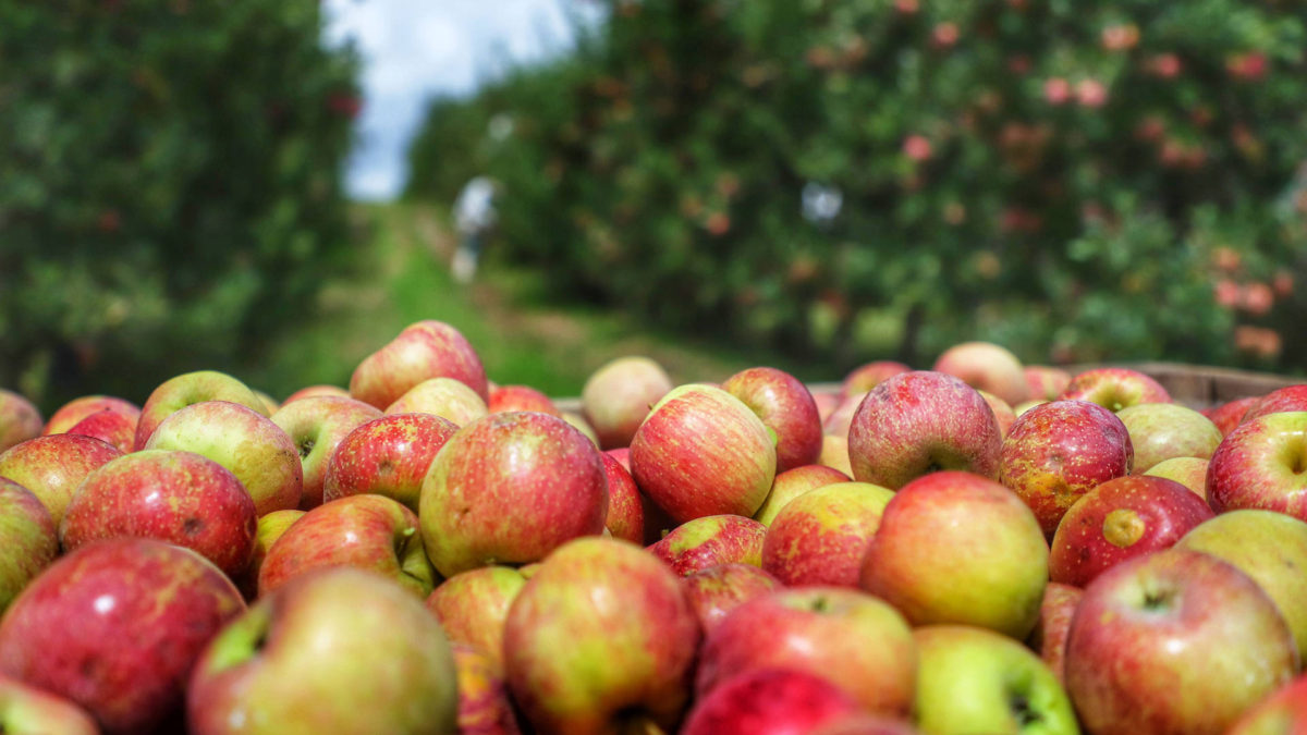 Pesquisa e tecnologia colocam o Paraná na rota nacional das maçãs