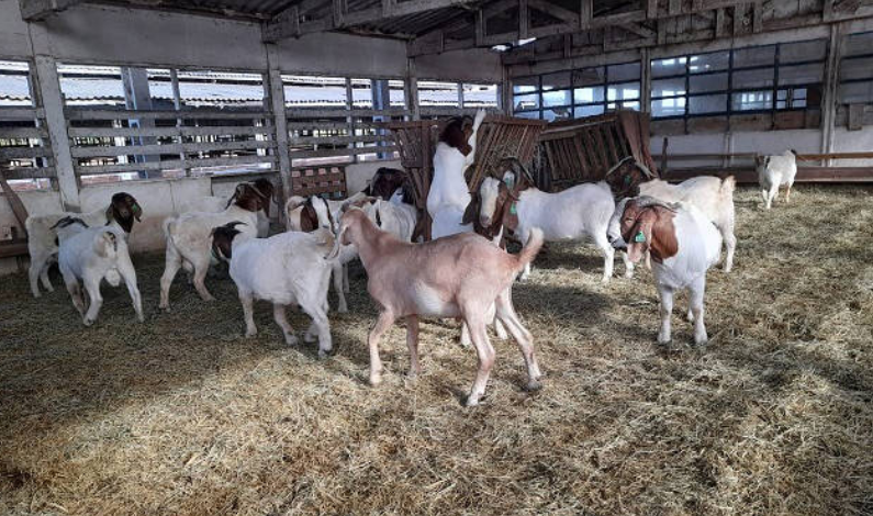 IDR-Paraná entrega caprinos com genética superior a pequenos produtores do Sudoeste