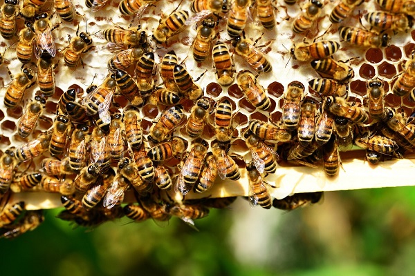 Cientistas treinam abelhas para fazer teste rápido de COVID-19