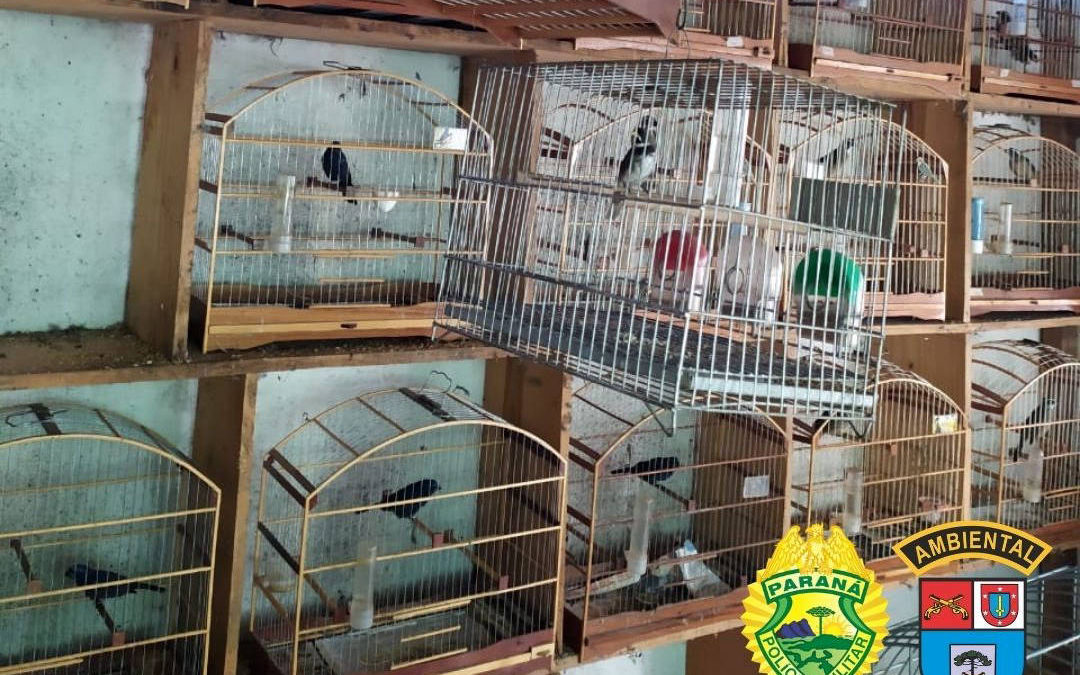 Batalhão Ambiental resgata 116 pássaros em cativeiro ilegal no Sudoeste