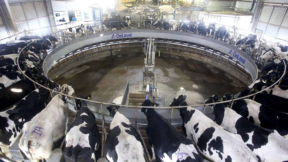 Produção de leite diminui no Paraná em razão das condições climáticas