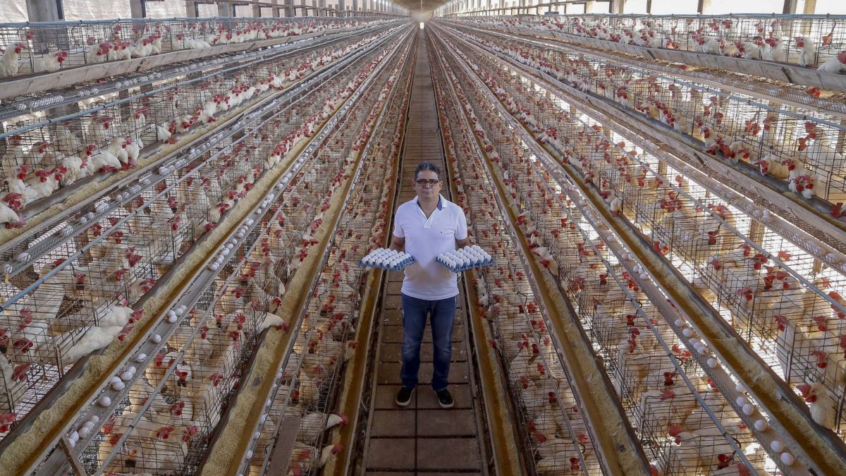 Com tradição e qualidade, Arapongas puxa a produção de ovos no Paraná