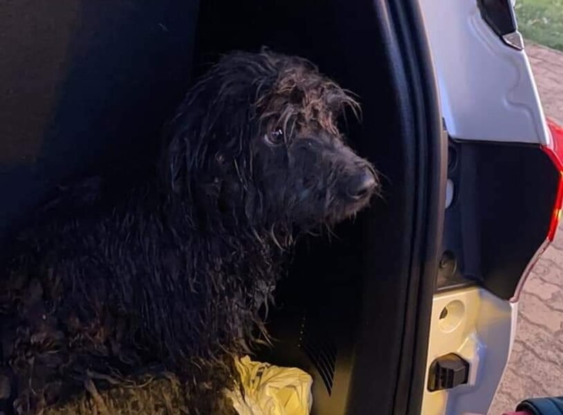 Pedreiro resgata cachorro ilhado em lago em manhã de 3ºC
