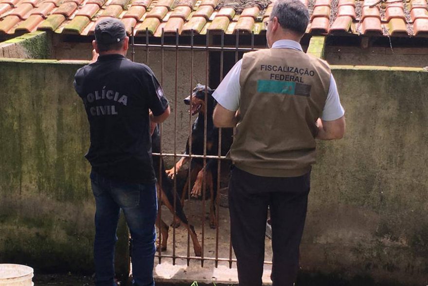 Paraná registra aumento de denúncias de maus-tratos contra animais domésticos em 2021