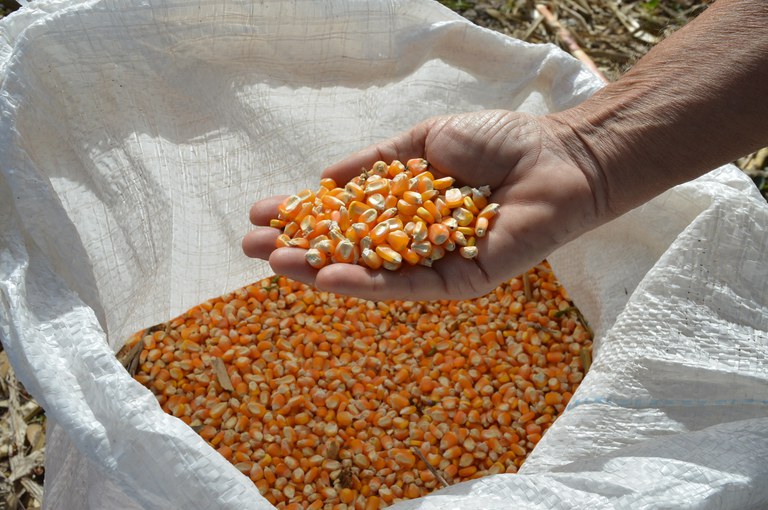 Compra de até 200 mil toneladas de milho atenderá pequenos criadores do país