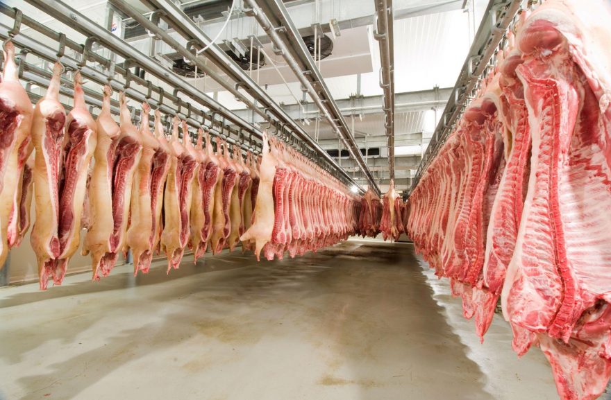 IBGE aponta queda no abate de bovinos e crescimento no de suínos e de frangos no segundo trimestre de 2021