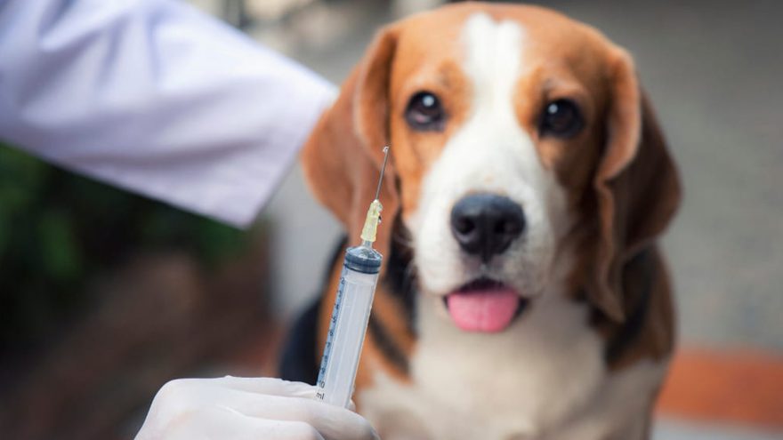 O cuidado com as vacinas dos pets