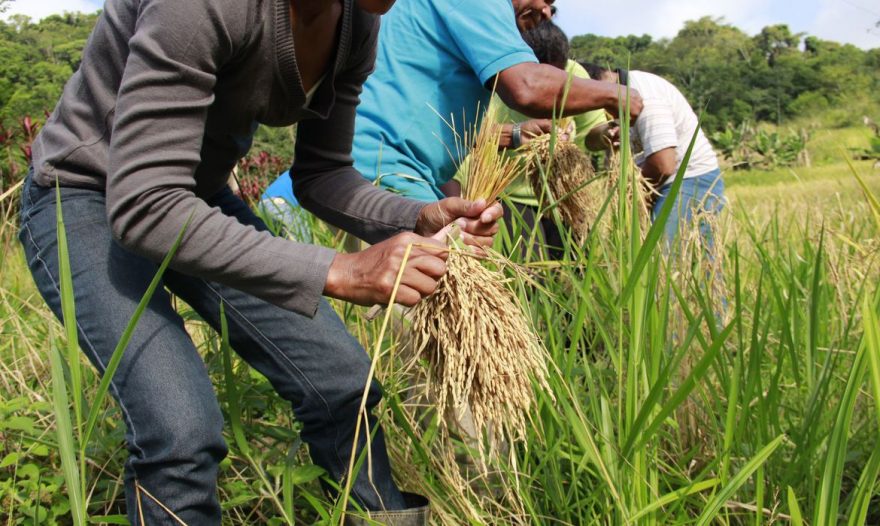 IBGE prevê safra recorde e produção de arroz suficiente para equilíbrio de preço