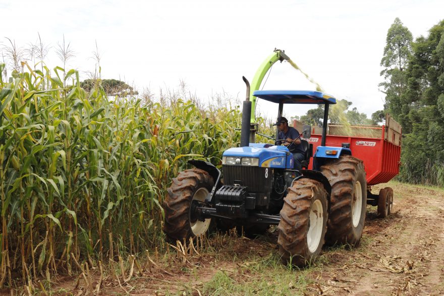 Tibagi atinge R$ 1,26 bilhão em valor bruto de produção agropecuária