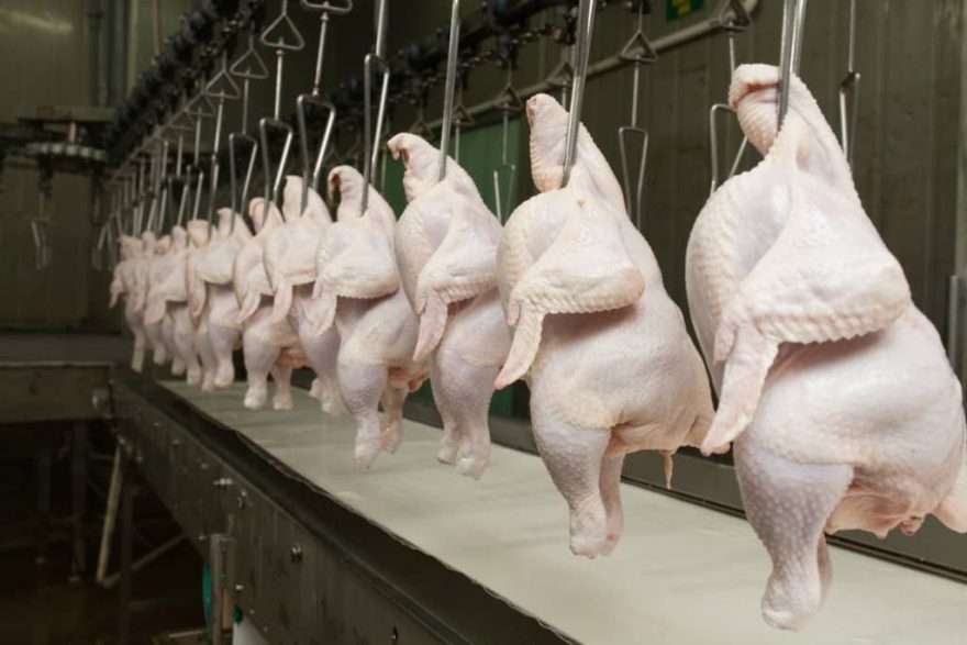 Melhor marca da história: Paraná bate recorde com produção de mais de 2 bilhões de frango em 2022