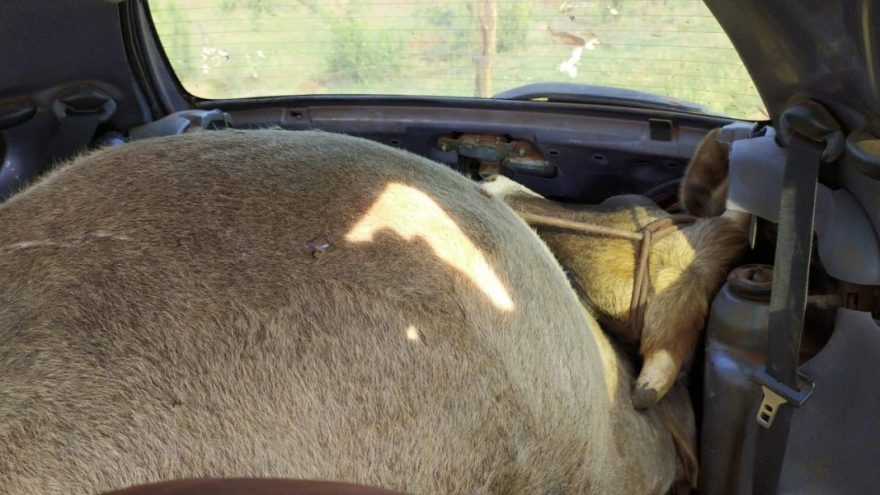 Fotos: Vaca é encontrada dentro de Ford Ka abandonado no Paraná