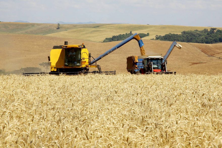 No Paraná, trigo chega à reta final da colheita com preços em alta