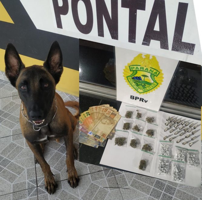 Cães de faro do Batalhão de Polícia Rodoviária auxiliam na apreensão de drogas durante abordagens no Paraná