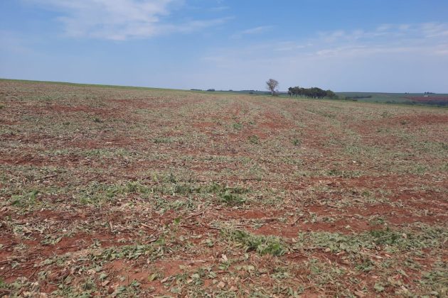 Perdas na safra de verão preocupam entidades do agro no Paraná