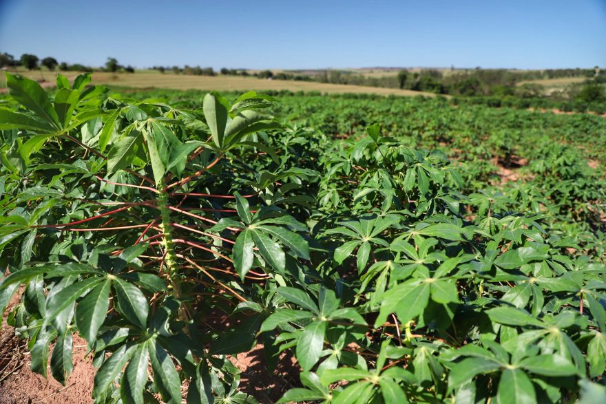 Paraná apresenta Prognóstico Agropecuário com perspectivas sobre sete culturas