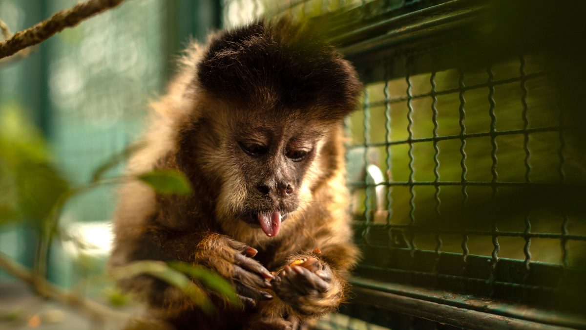 Morre macaco-prego que motivou iniciativas pró-fauna do Governo do Paraná