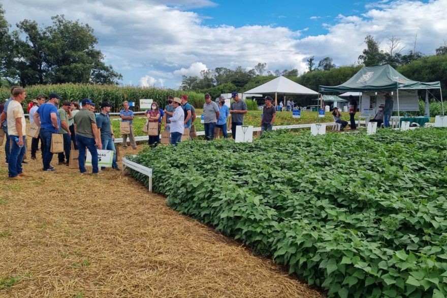 IDR-Paraná apresenta alternativas para cultivo de feijão e milho mais sustentável e lucrativo