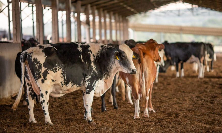 Em 2021, abate de bovinos cai pelo segundo ano seguido e o de frangos e de suínos batem recordes