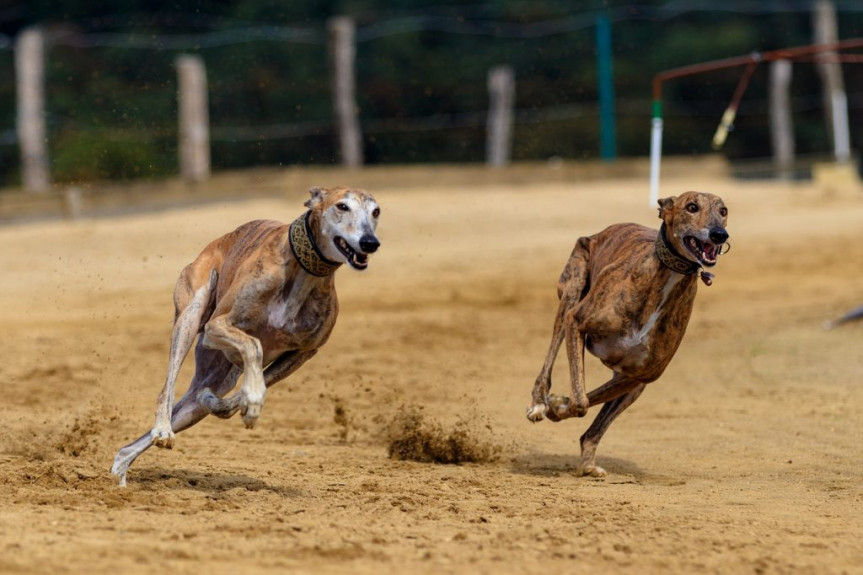 Corridas competitivas de cães estão proibidas no Paraná