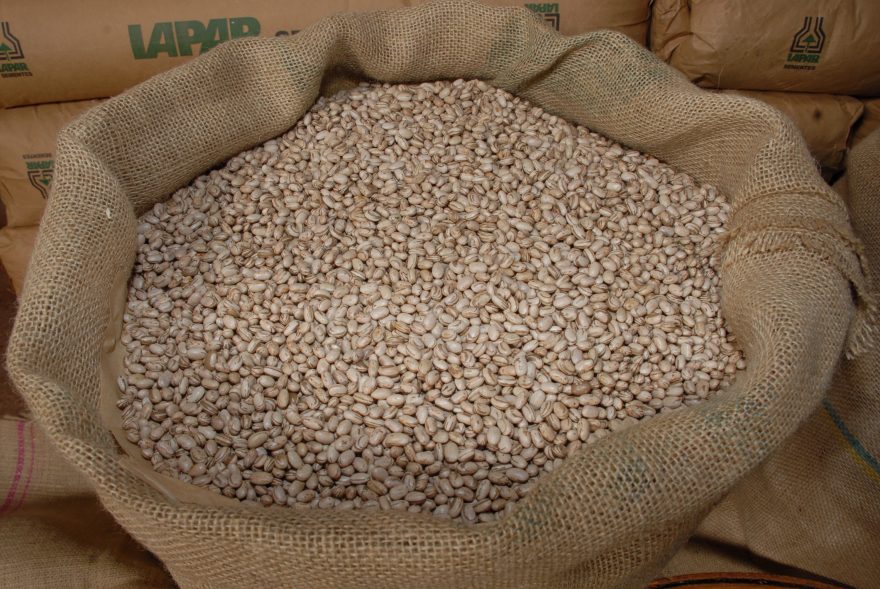 Responsável por um quarto da produção nacional, Paraná avança na colheita de feijão