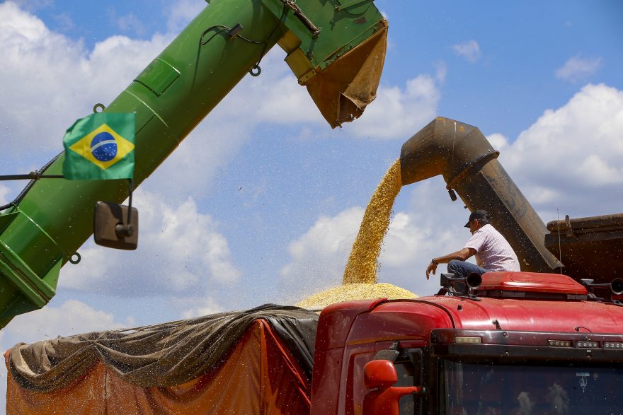 Previsão para colheita da segunda safra de milho é de 16 milhões de toneladas no Paraná