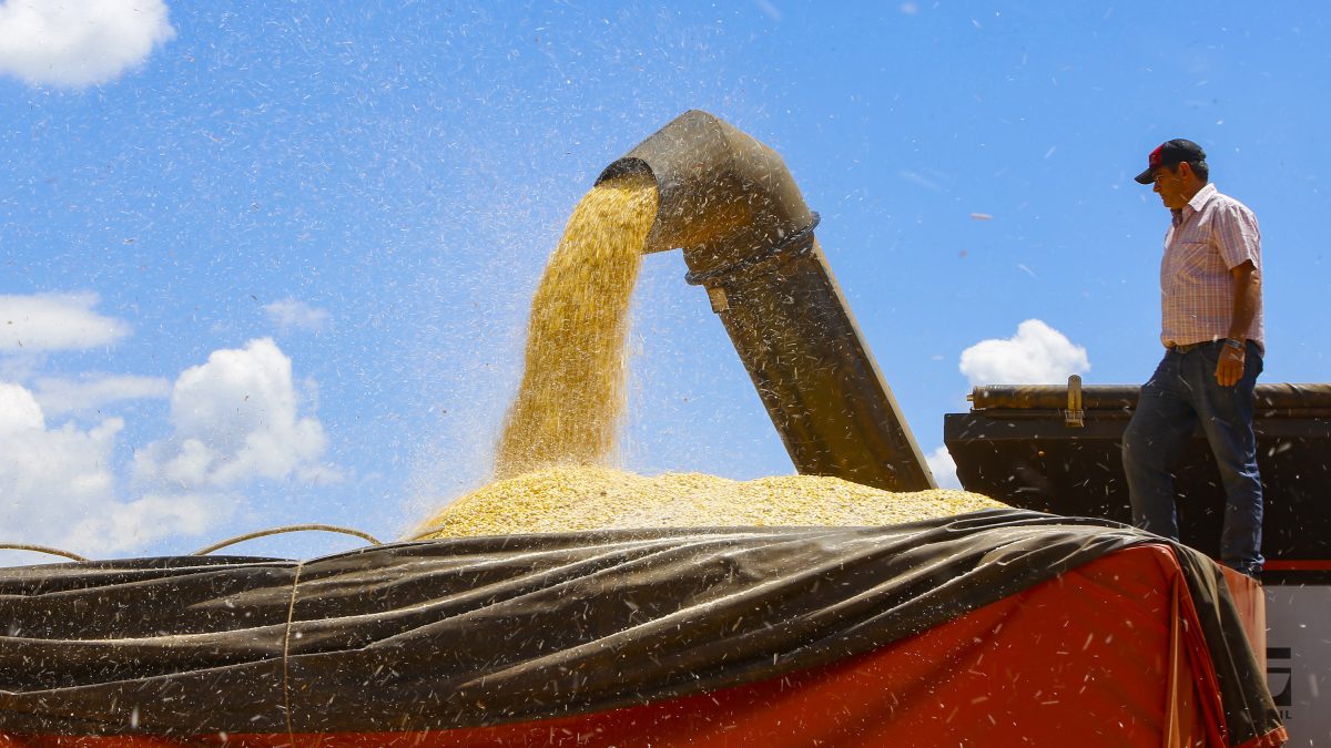 Paraná mantém estimativa de safra recorde, mesmo com redução de milho da segunda safra