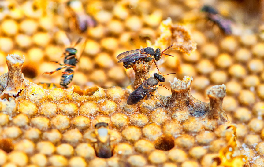 Projeto de lei restringe o uso do fipronil no Paraná com o objetivo de preservar abelhas