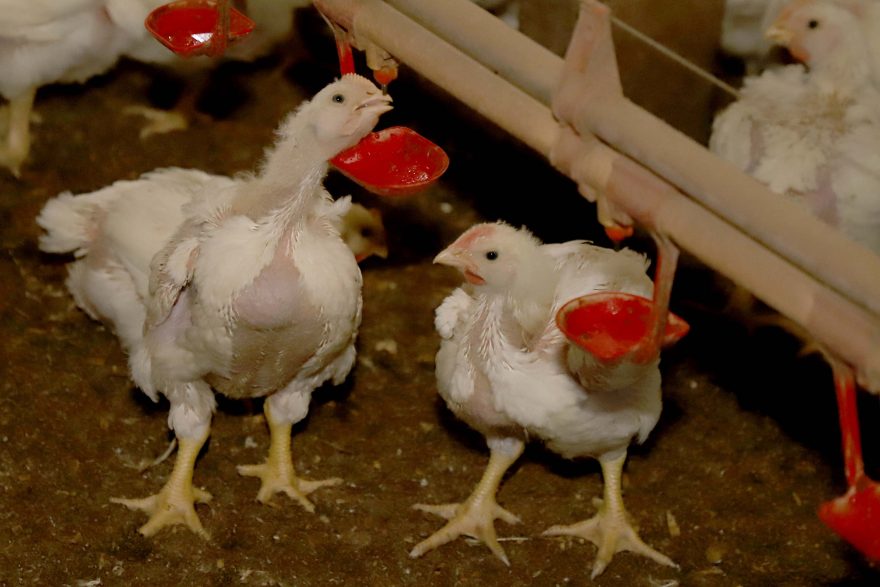 Paraná suspende participação de aves em eventos agropecuários para prevenir a gripe aviária