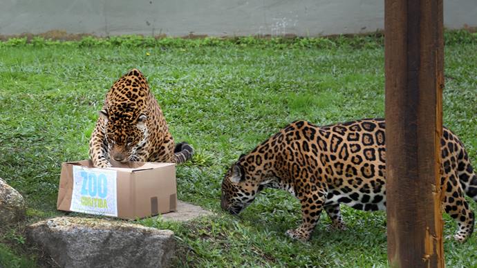 Onça-pintada Angélica morre aos 30 anos no Zoo de Curitiba