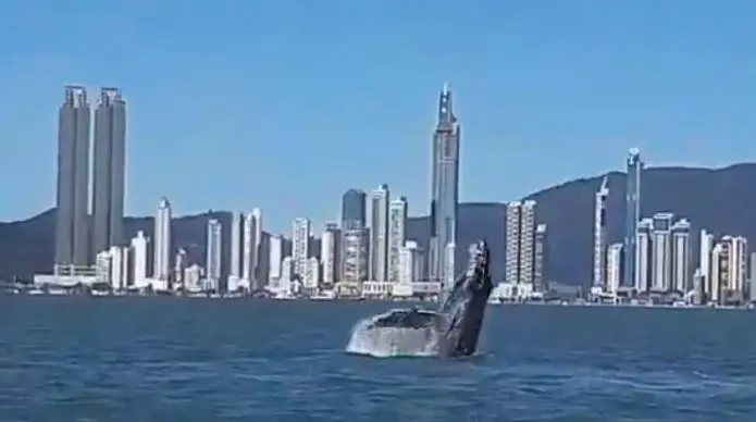 Vídeo mostra baleia de passagem pela orla de Balneário Camboriú