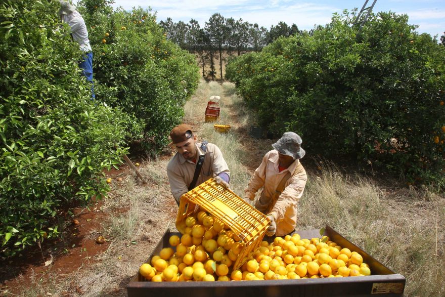 Valor Bruto da Produção Agropecuária do Paraná cresce 6% em 2022 e alcança R$ 191 bilhões